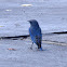 Mountain Bluebird