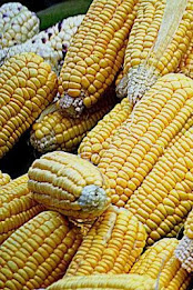 Maize Puzzle poster 4