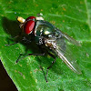 Green Bottle Fly