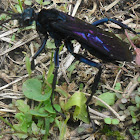Spider Wasp  Family Pompilidae