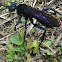 Spider Wasp  Family Pompilidae