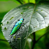 Metallic Green Boarer beetle