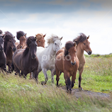 Riding tour by Anna Guðmundsdóttir -  