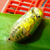 Chrysalis of a Common Crow/Oleander Butterfly