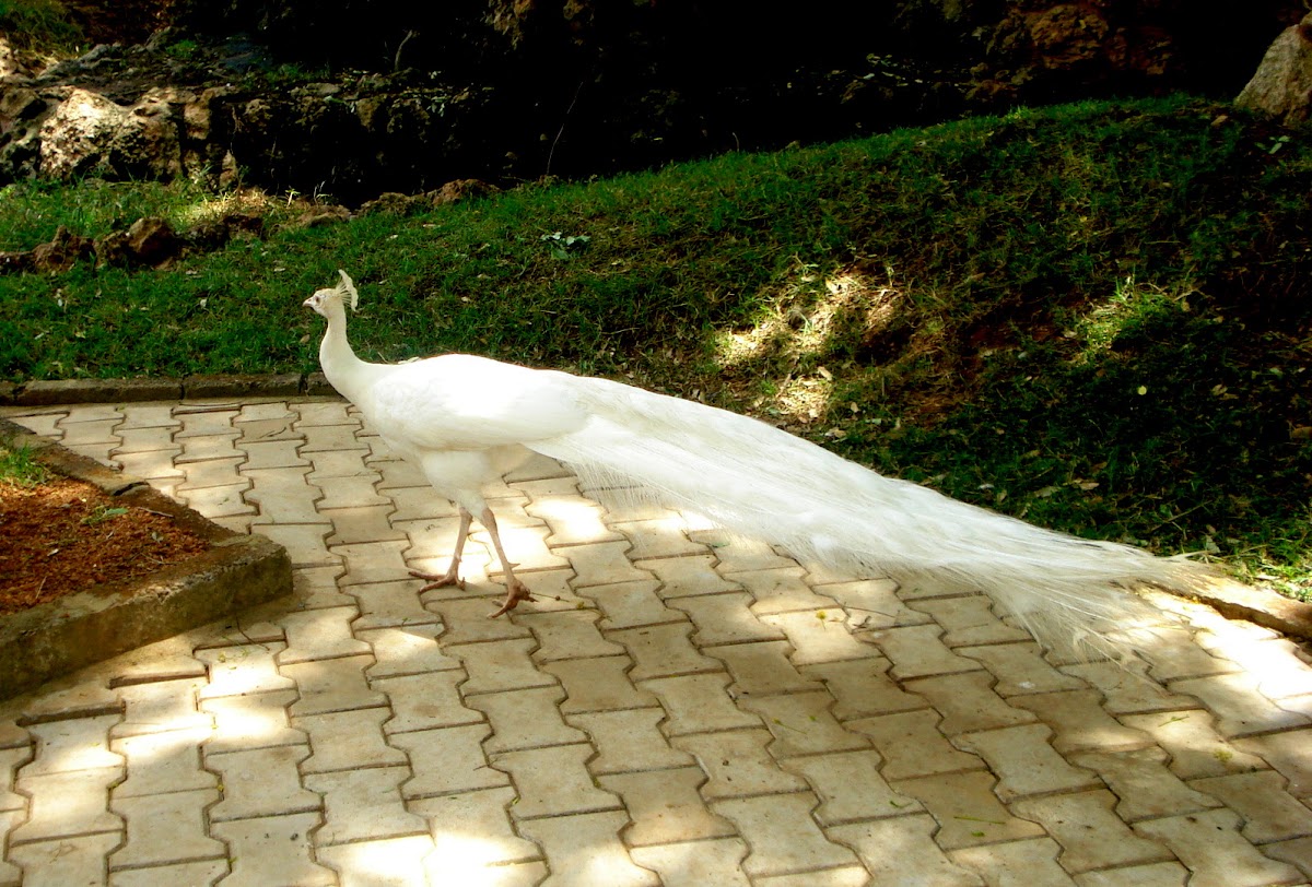 White Peacock, Leucistic Indian Peafowl