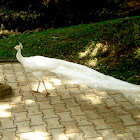 White Peacock, Leucistic Indian Peafowl