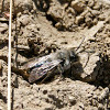 Willow Sand Bee