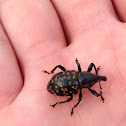 Vine Weevil