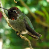 (Male) Anna's Hummingbird