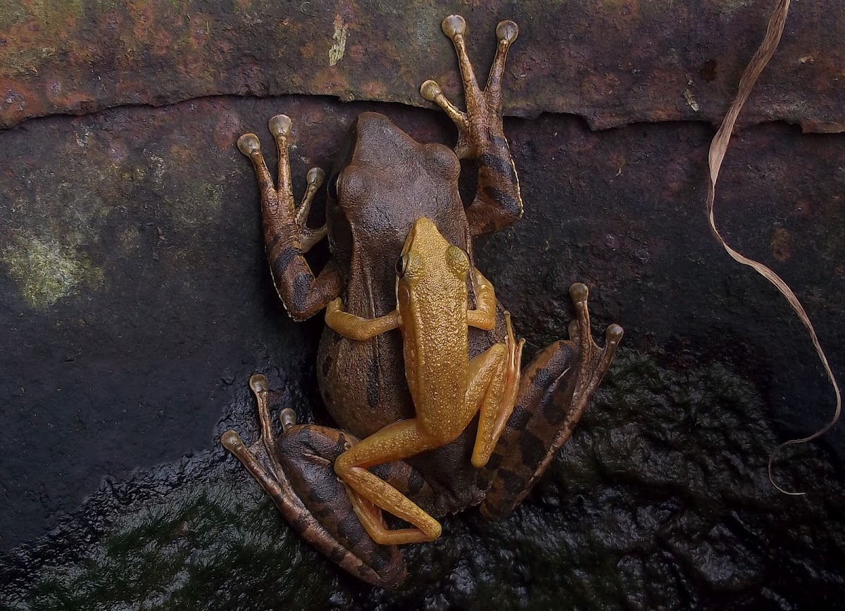 Golden tree frog