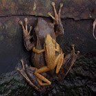 Golden tree frog