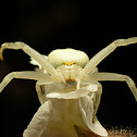 Misumena vatia - goldenrod crab spider