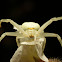 Misumena vatia - goldenrod crab spider