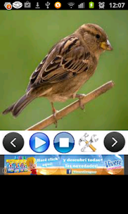 How to download Birds Sounds (3D) 1.2 apk for pc