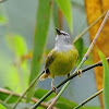 Yellow Bellied Warbler