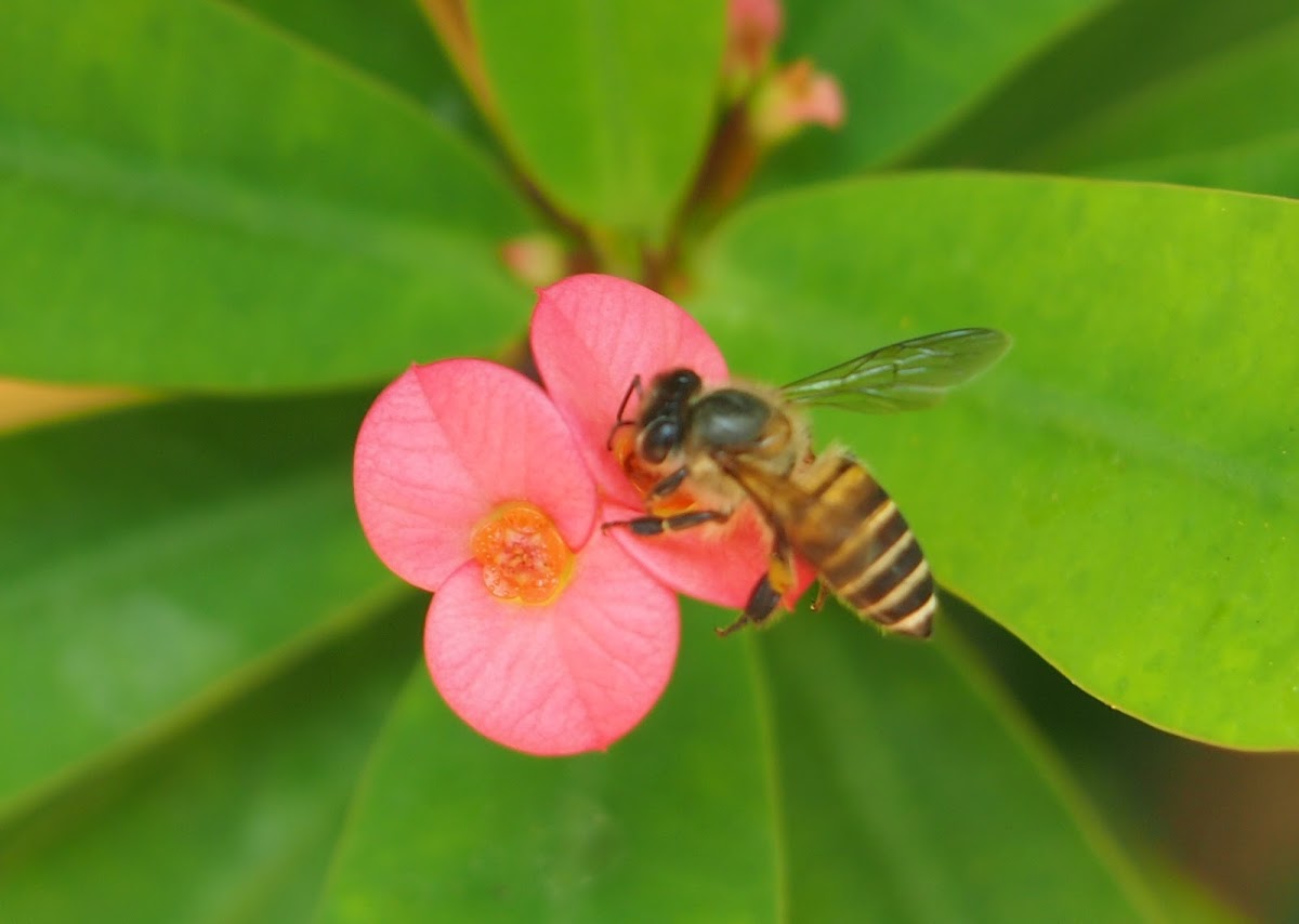 Asiatic Honey Bee