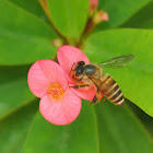 Asiatic Honey Bee