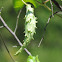 Green Milkweed Vine, Pearl Milkweed Vine