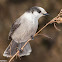 Gray Jay