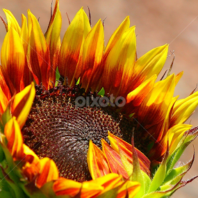 Grand Champion by Sherri Woodbridge - Flowers Single Flower