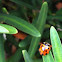 Common Australian Lady Beetle