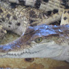 Philippine crocodile