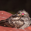 Sickle-winged Nightjar