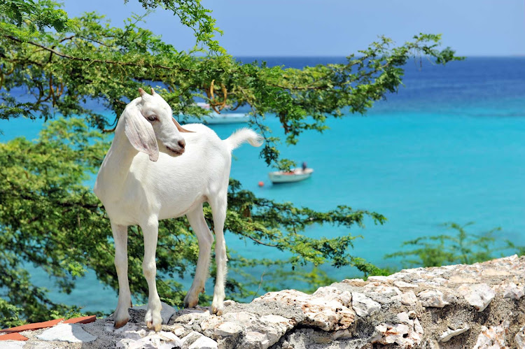 A goat is framed by the turquoise waters on Curacao. 