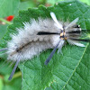 Banded Tussock Caterpillar