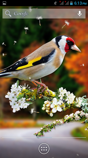 【免費娛樂App】3D Birds Live Wallpaper-APP點子