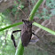 Leaf Footed Bug