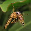 Robber fly