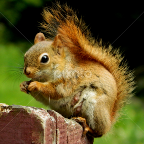 by Christiane Ouellet - Animals Other Mammals