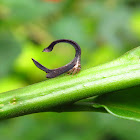 Horseshoe-shaped treehopper