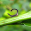 Horseshoe-shaped treehopper