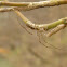 Long-jawed Orbweaver