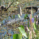 American Alligator