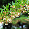 Hainan Elaeocarpus (水石榕)