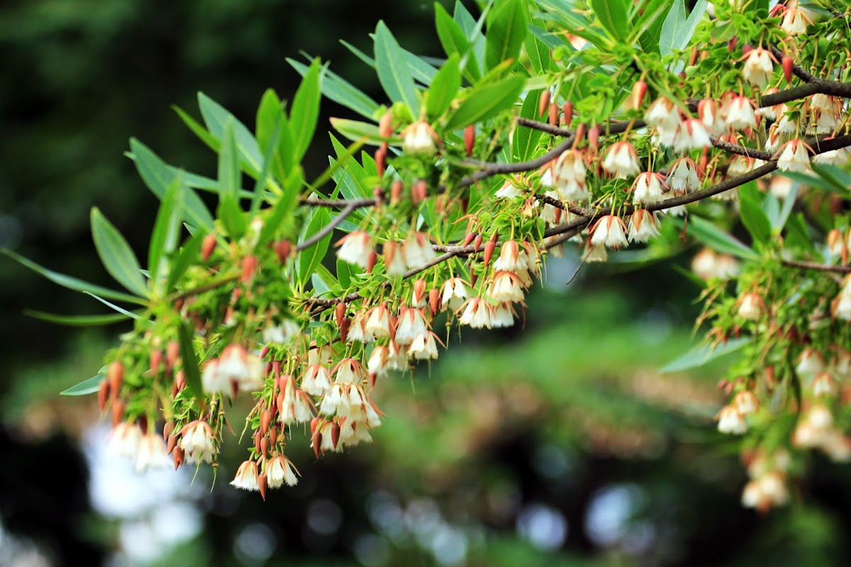 Hainan Elaeocarpus (水石榕)