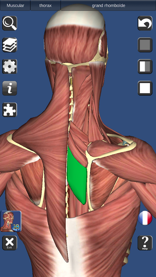 3D Bones and Organs (Anatomy) – Applications Android sur Google Play