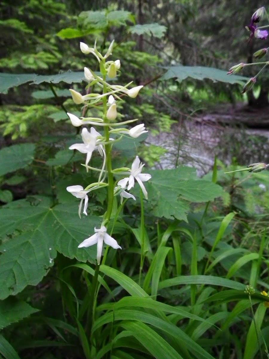 Lesser Butterfly-orchid