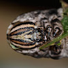 Deaths head hawkmoth caterpillar