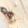 Ant mimic Jumping Spider