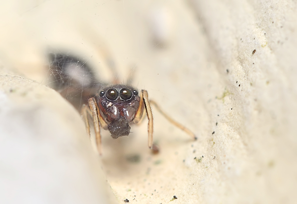 Ant mimic Jumping Spider