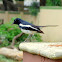 The Oriental Magpie-Robin