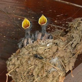 Waiting for mom by Vladimir Bogovac - Animals Birds