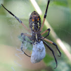 Yellow and Black Garden Spider with prey