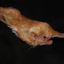 Eastern Red Bat