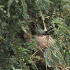 Broad-billed hummingbird (on a nest)