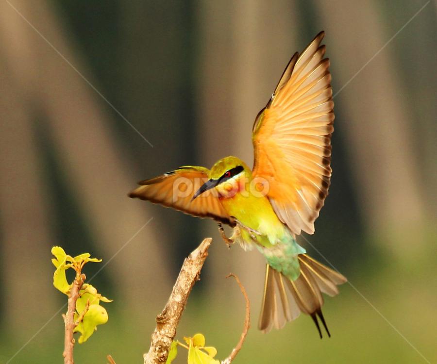 Got a place to sit.....Blue-tailed Bee-eater - Landing by Nithya Purushothaman - Animals Birds